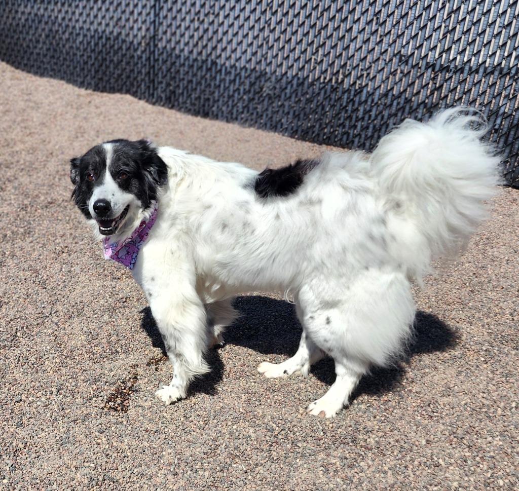 Enlarge Emma, a Adoptable Great Pyrenees in Superior, WI image 3/3