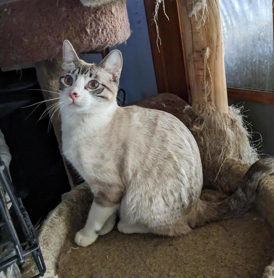 Enlarge TOPAZ, a Adoptable mixed breed in Cottonwood, CA image 2/5