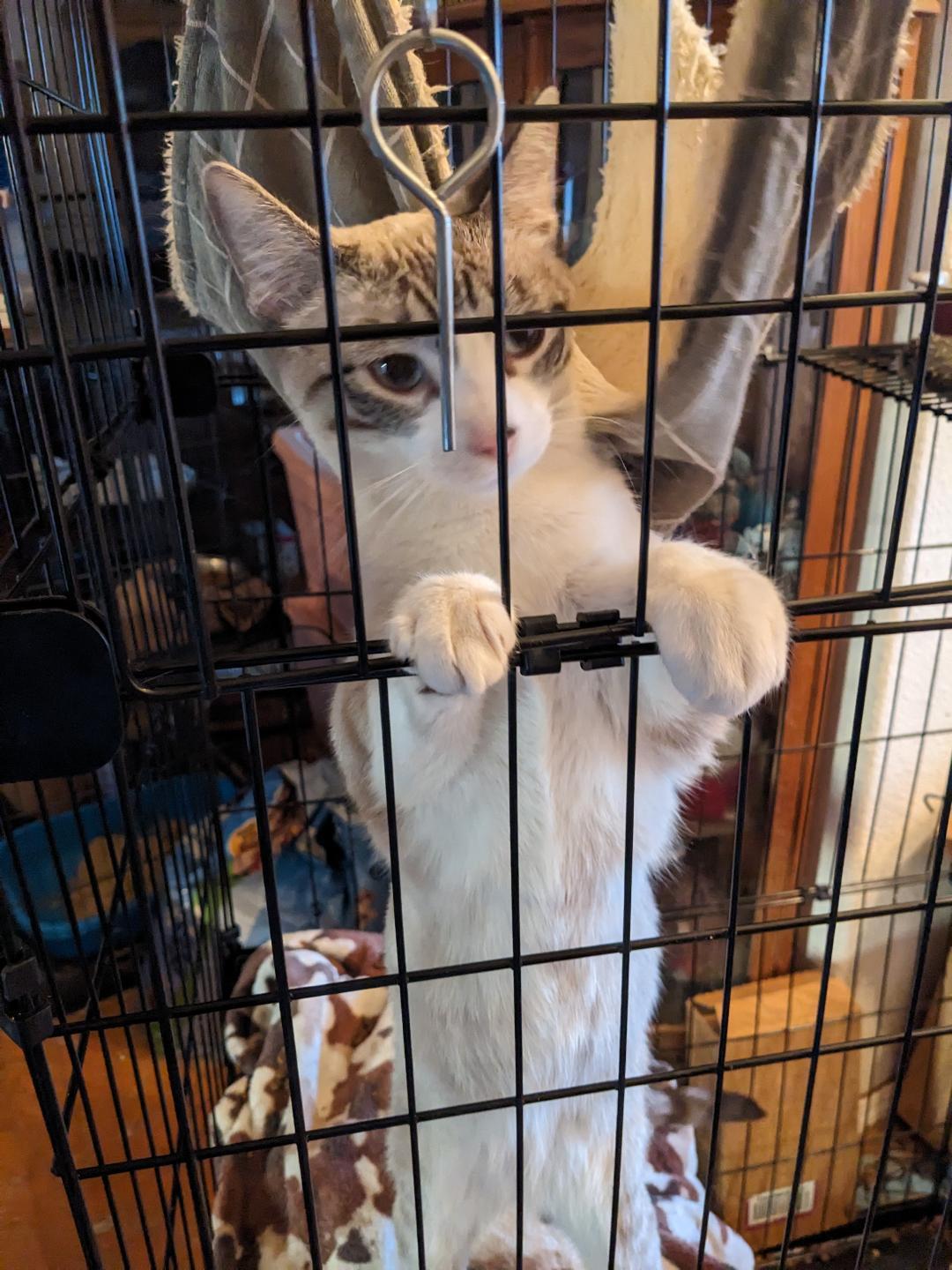 Enlarge TOPAZ, a Adoptable mixed breed in Cottonwood, CA image 3/5