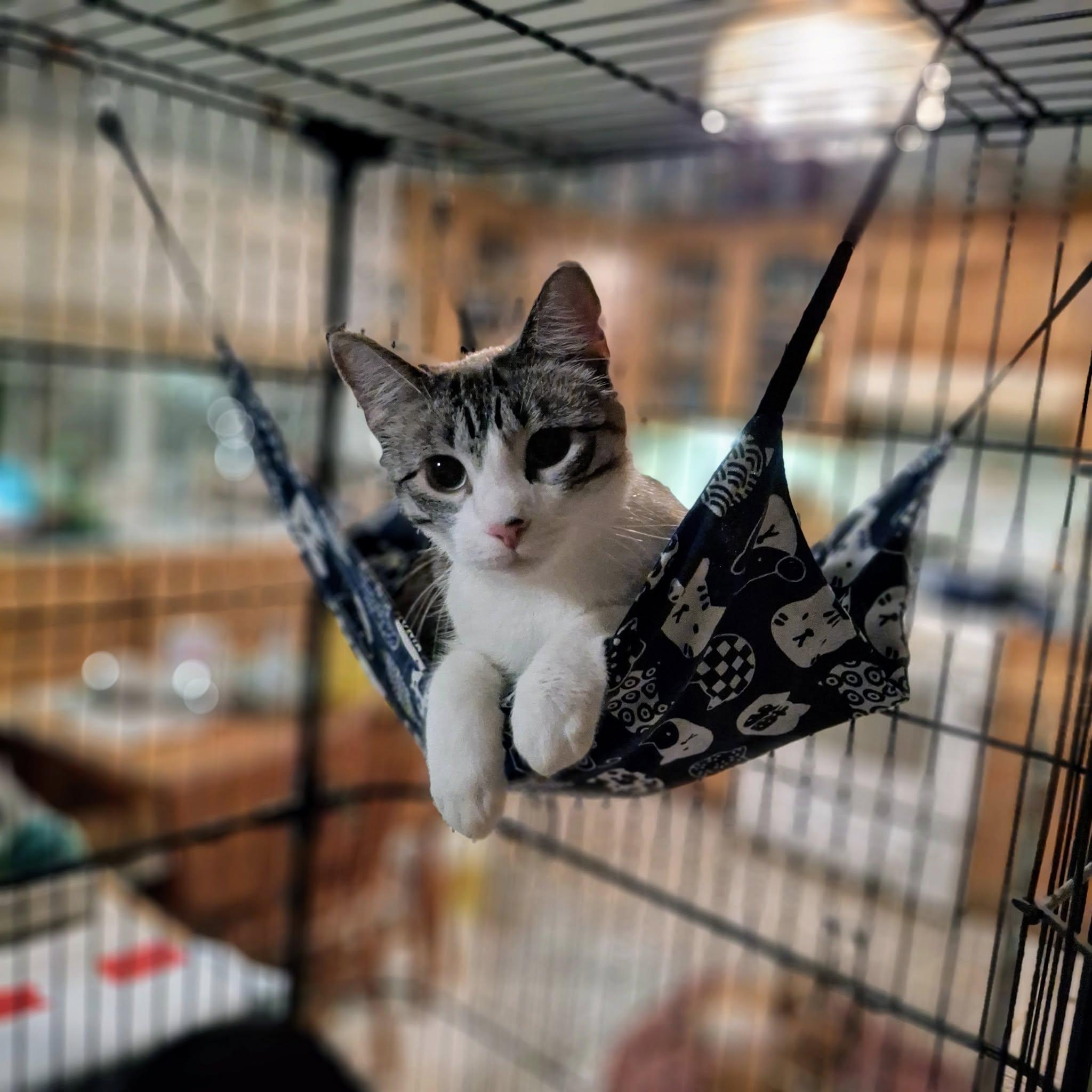 TOPAZ, Adoptable, Young Female Siamese & Himalayan.