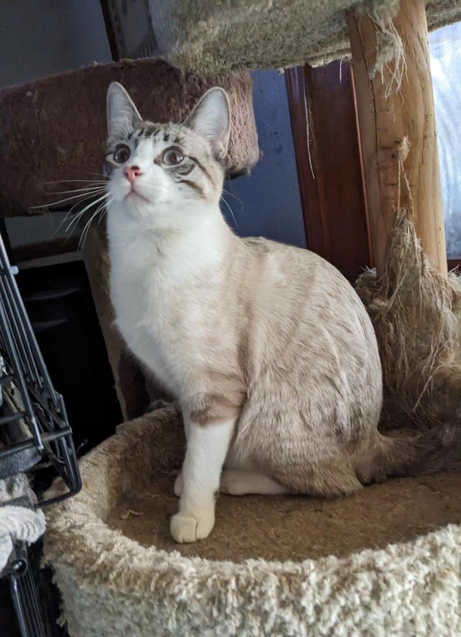 Enlarge TOPAZ, a Adoptable mixed breed in Cottonwood, CA image 5/5