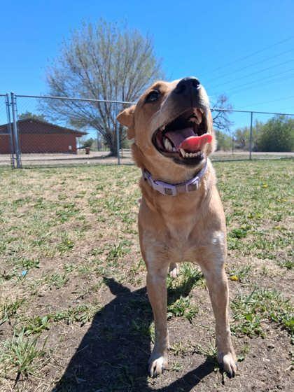 Treble, Adoptable, Adult Female Fox Terrier & Mixed Breed.