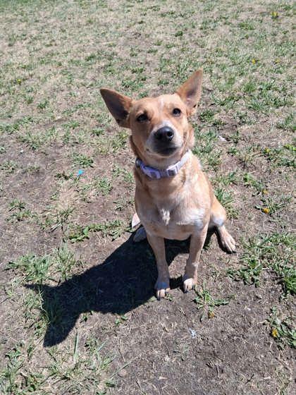 Enlarge Treble, a Adoptable mixed breed in Scottsbluff, NE image 2/3