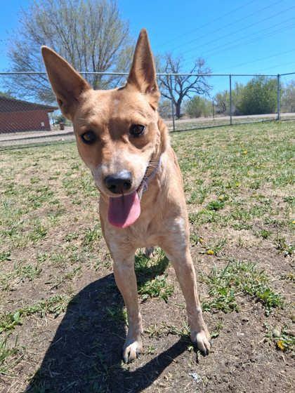 Enlarge Treble, a Adoptable mixed breed in Scottsbluff, NE image 3/3