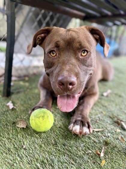 Enlarge Corey, a Adoptable mixed breed in Picayune, MS image 2/3