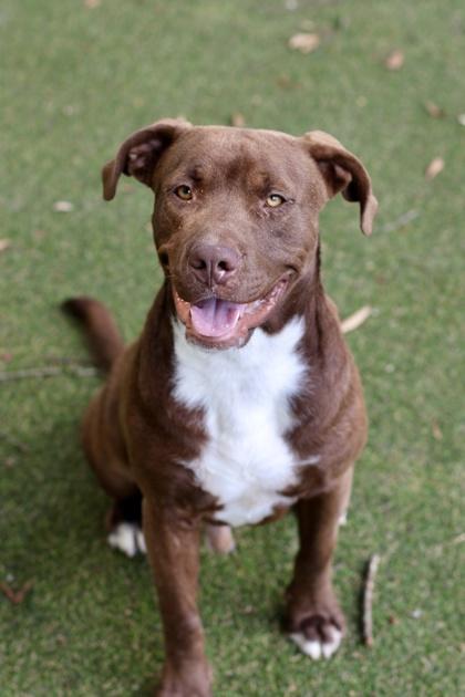 Enlarge Corey, a Adoptable mixed breed in Picayune, MS image 3/3