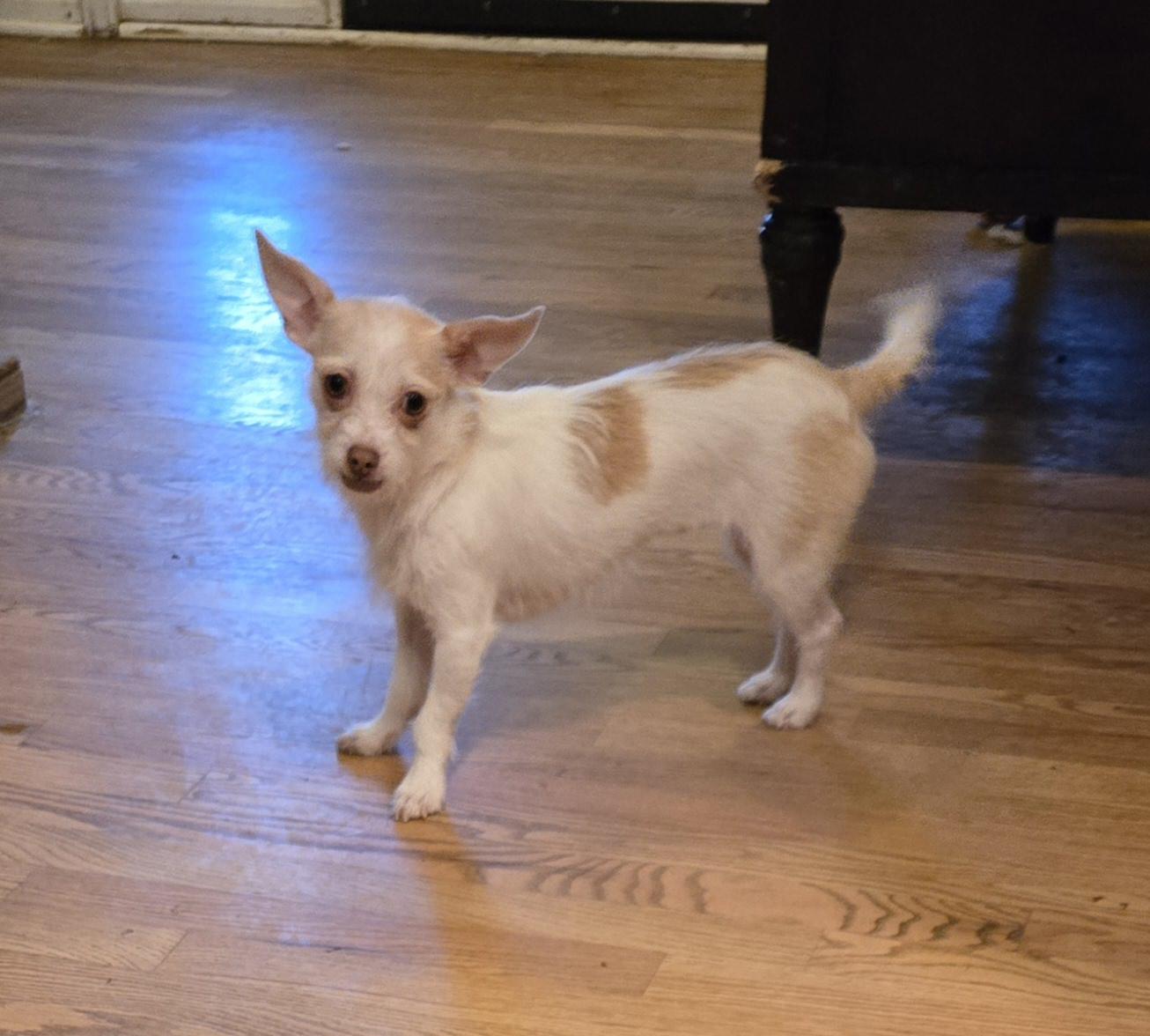 Sugar Cookie, an adoptable Mixed Breed in Thornton, CO, 80602 | Photo Image 1