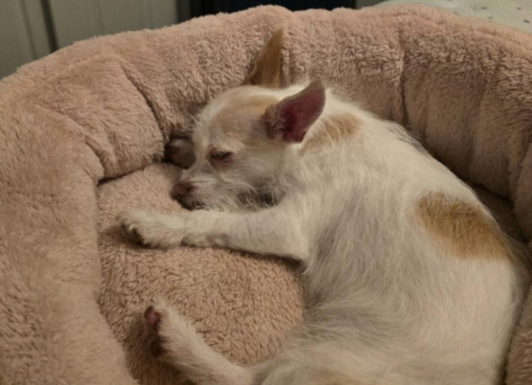 Sugar Cookie, an adoptable Mixed Breed in Thornton, CO, 80602 | Photo Image 2
