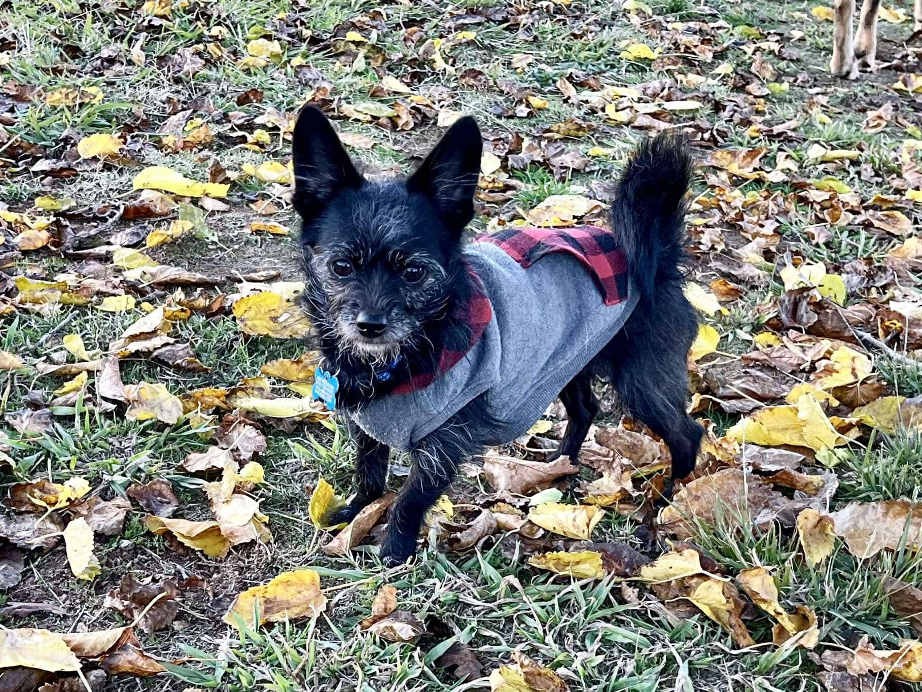 Enlarge Merlin!, a Adoptable mixed breed in Roseville, CA image 1/5