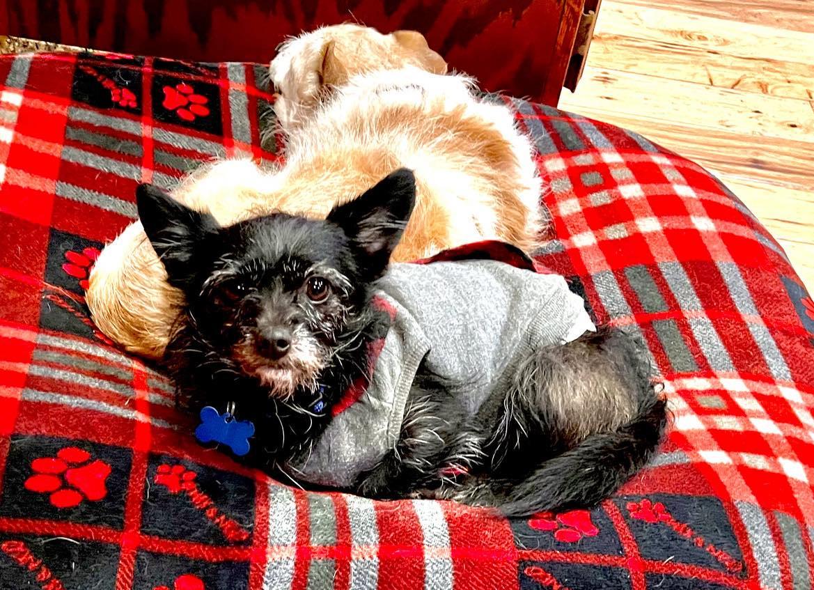 Enlarge Merlin!, a Adoptable mixed breed in Roseville, CA image 2/5