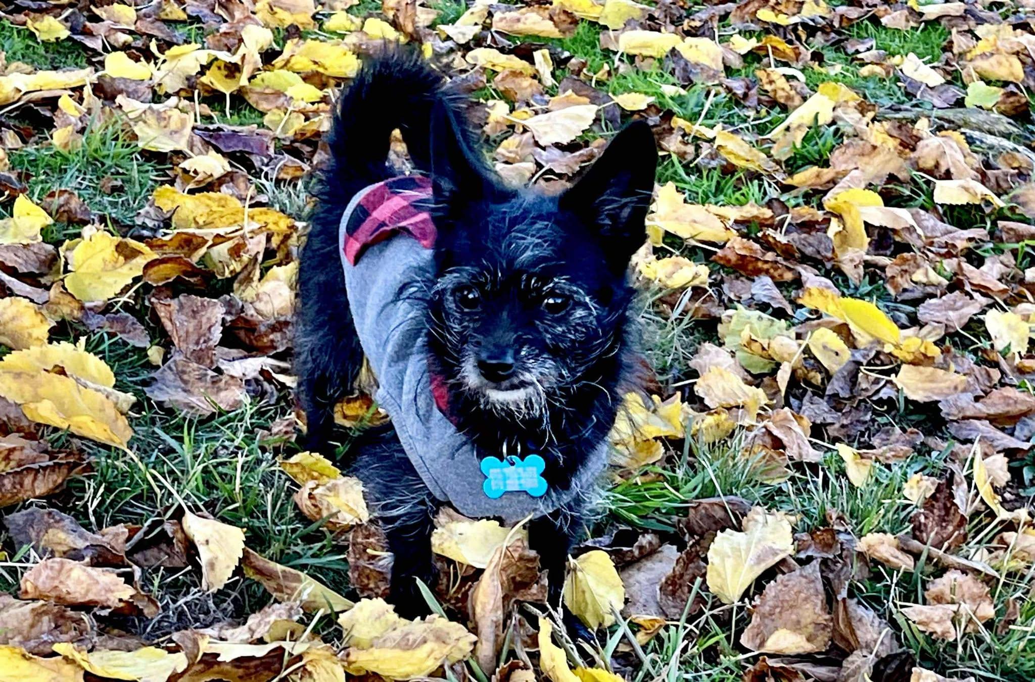 Enlarge Merlin!, a Adoptable mixed breed in Roseville, CA image 3/5