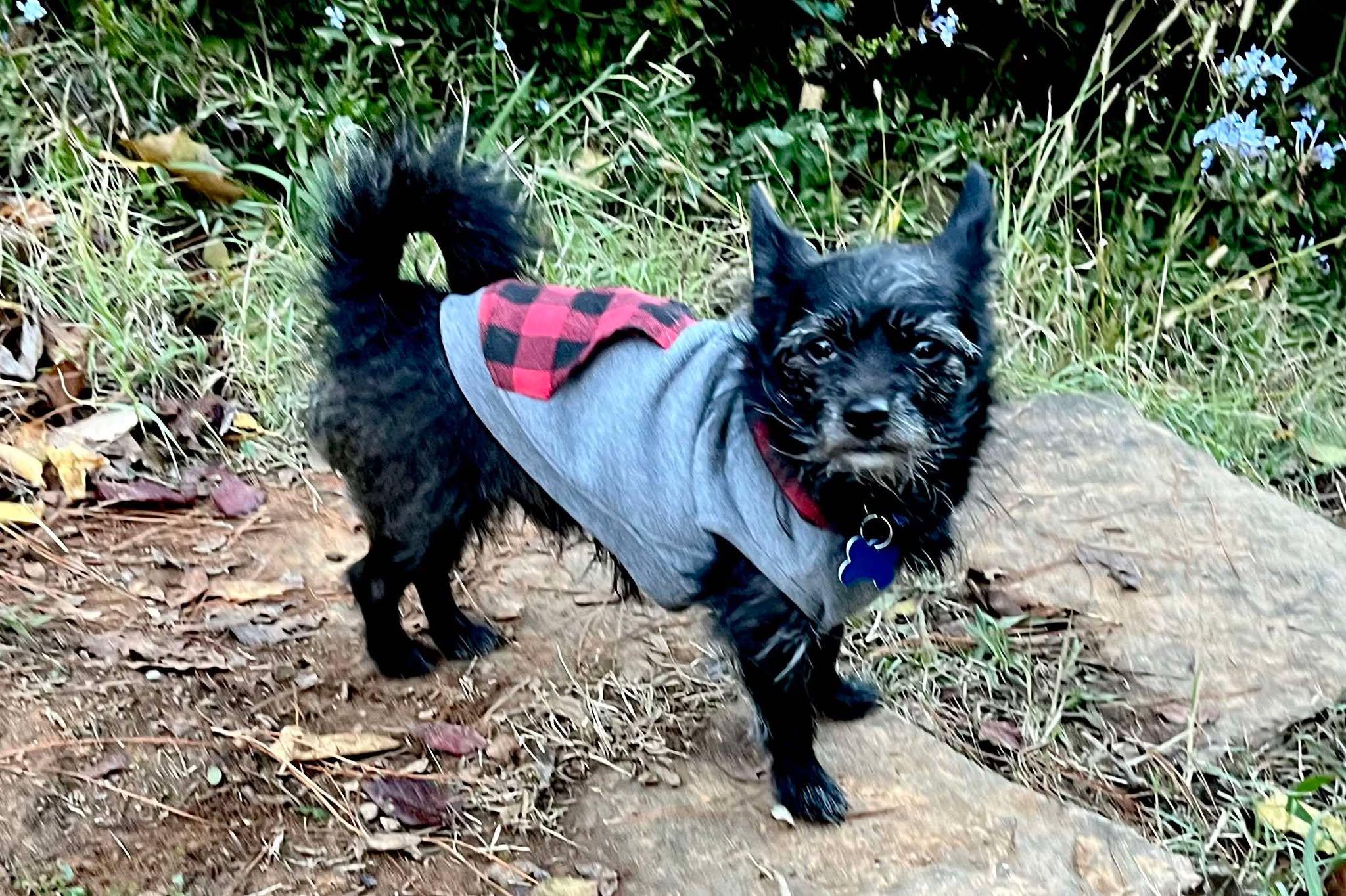 Enlarge Merlin!, a Adoptable mixed breed in Roseville, CA image 4/5