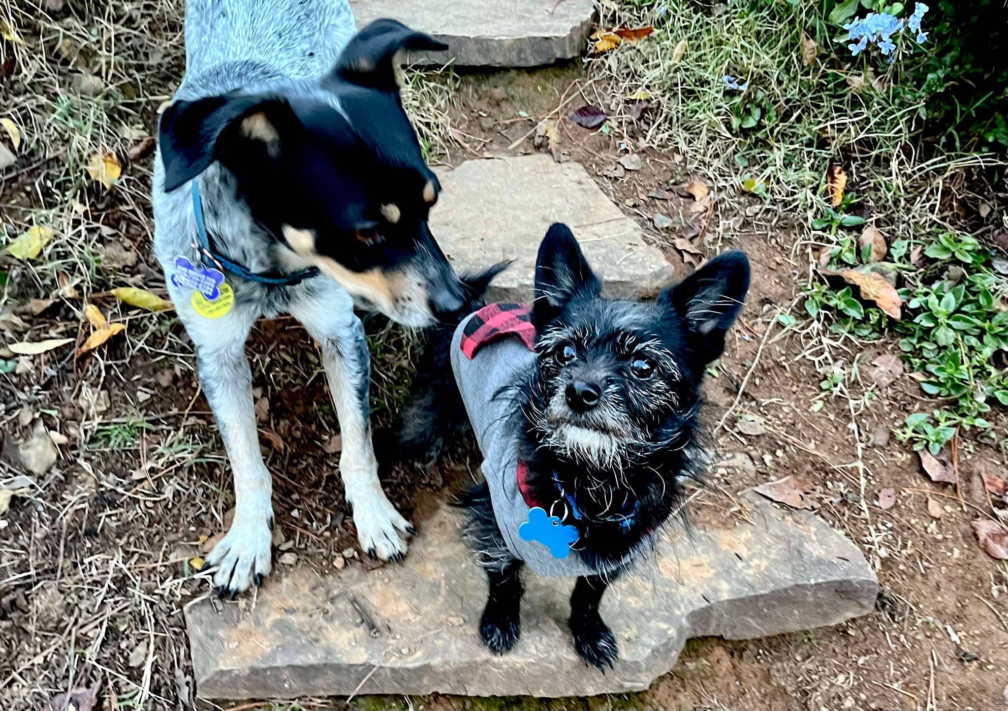 Enlarge Merlin!, a Adoptable mixed breed in Roseville, CA image 5/5