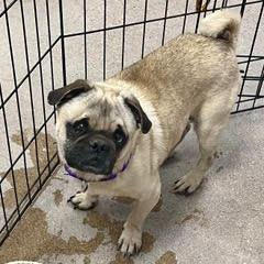 Archer — thumbnail 2