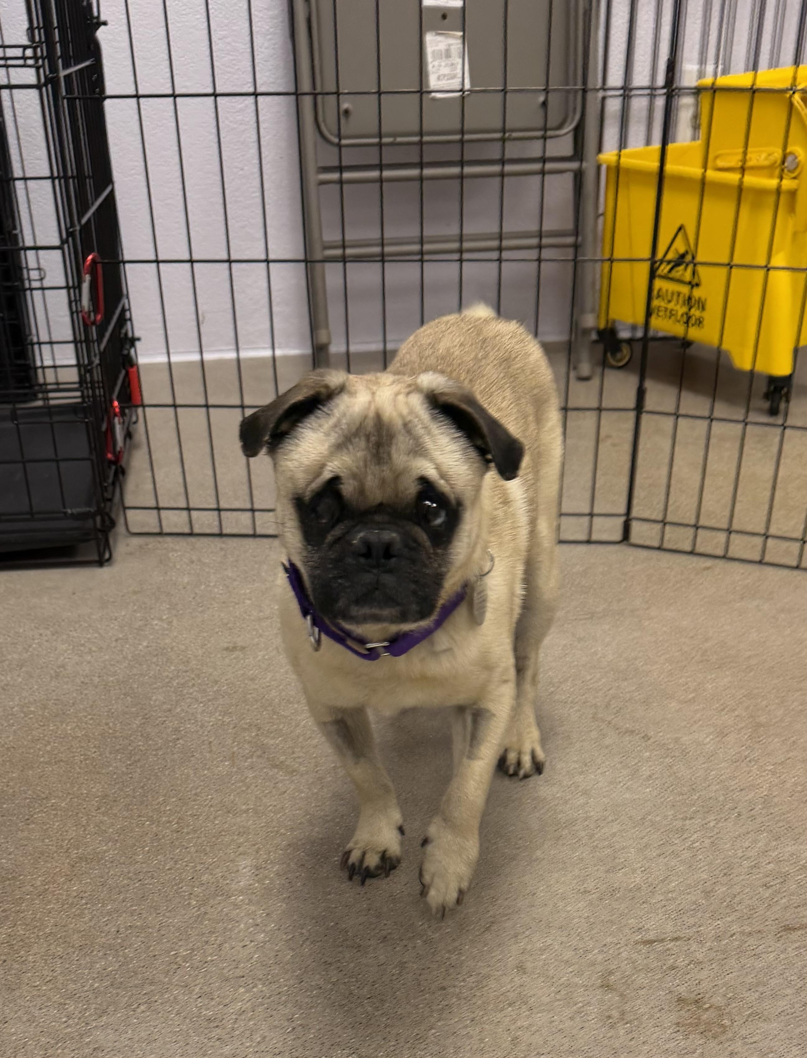 Archer, adopted, Adult Male Pug.