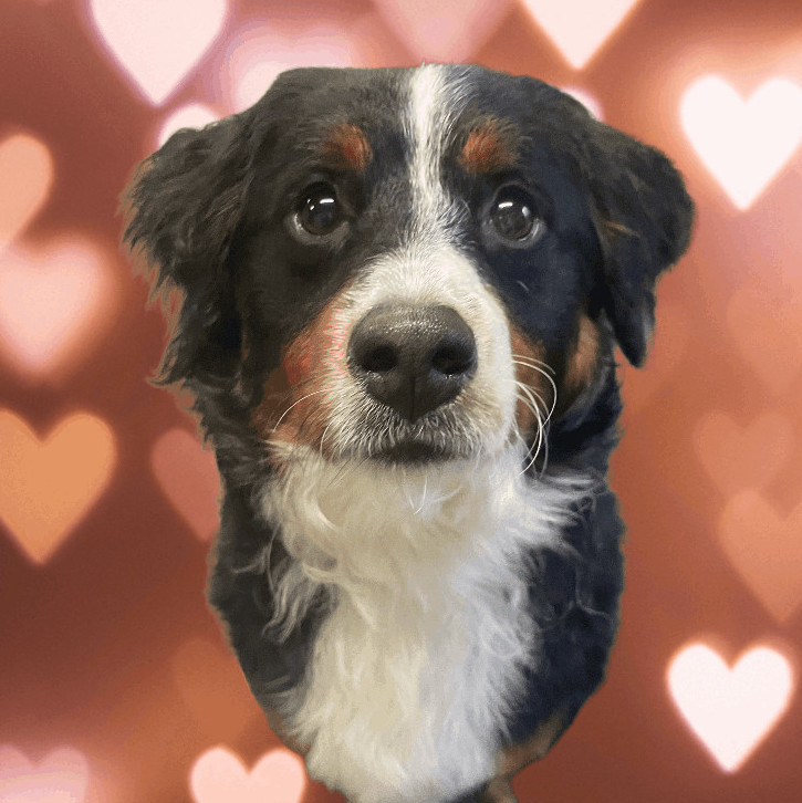 Guppy, a Adopted mixed breed in Kalamazoo , MI image 1/12