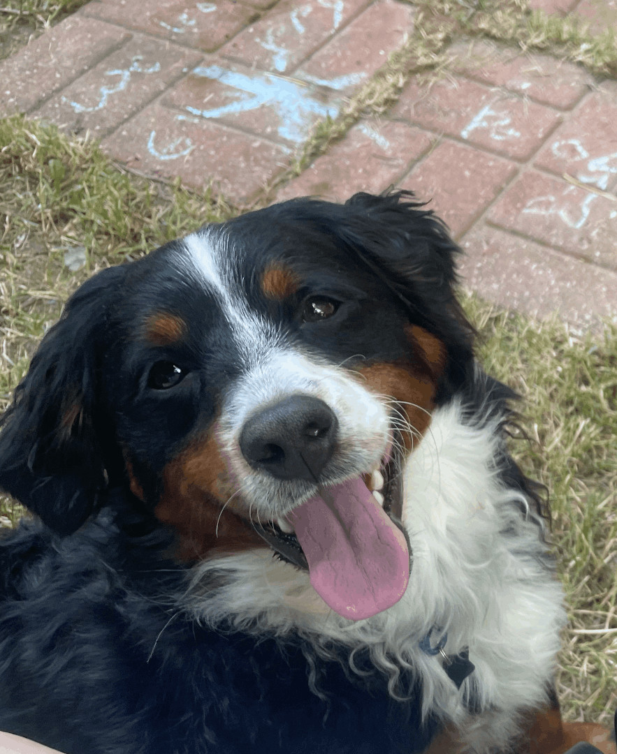 Guppy, a Adopted mixed breed in Kalamazoo , MI image 5/12