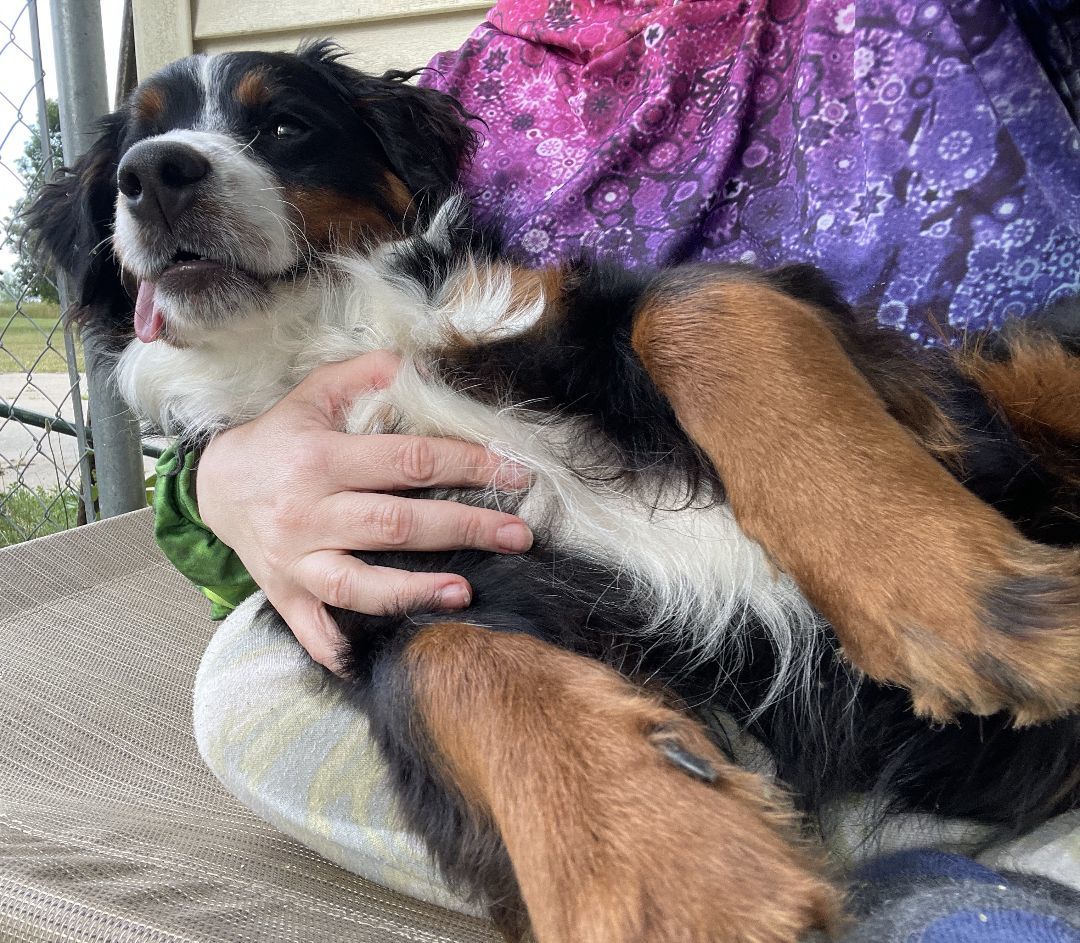 Guppy, a Adopted mixed breed in Kalamazoo , MI image 6/12