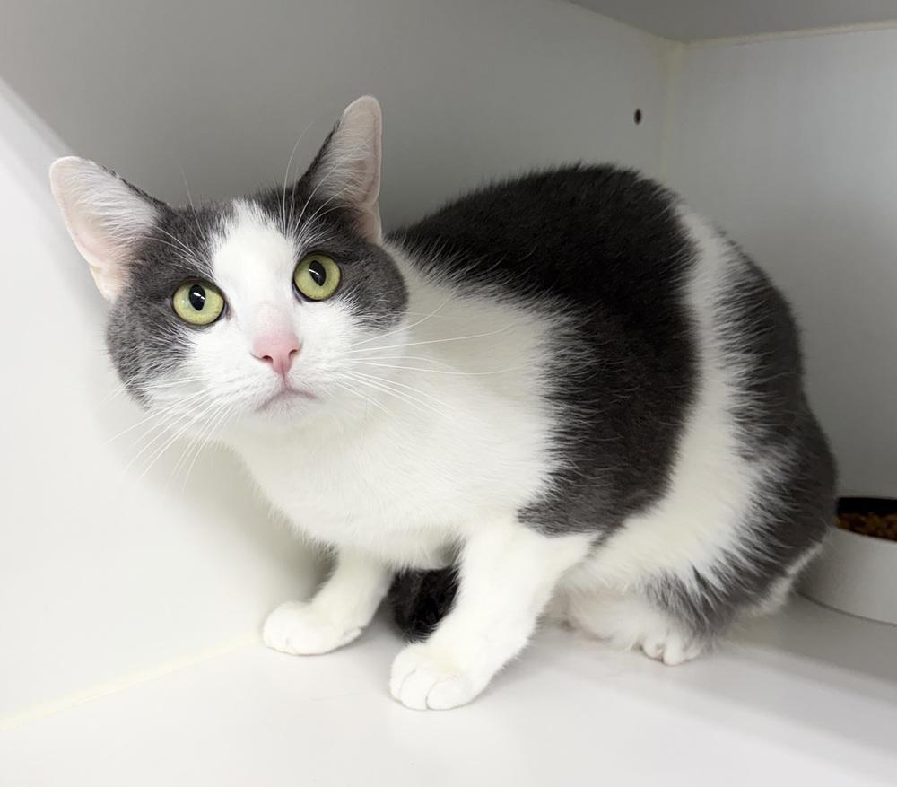 ChaCha, Adoptable, Adult Male Domestic Short Hair.