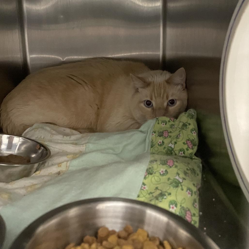 Toast, Adoptable, Adult Male Domestic Short Hair.