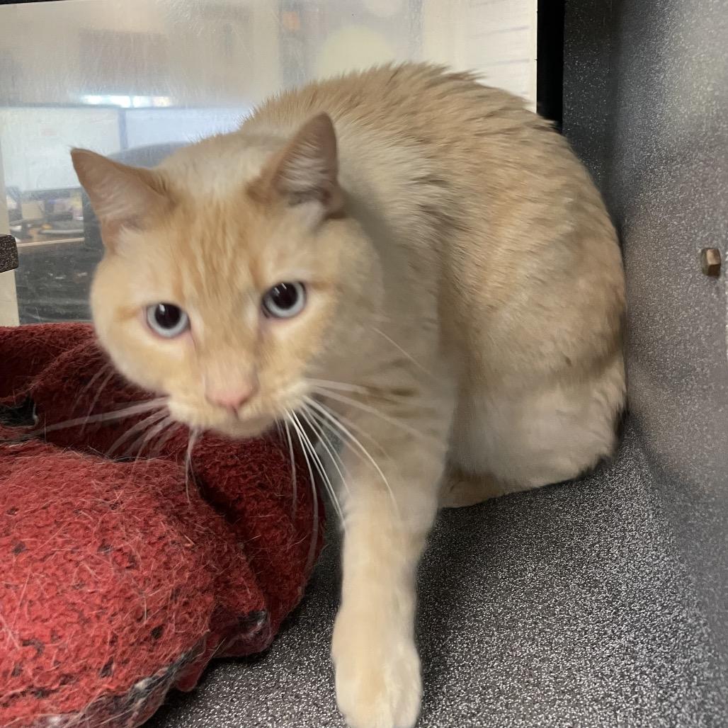 Enlarge Toast, a Adoptable Domestic Short Hair in Rexburg, ID image 2/3