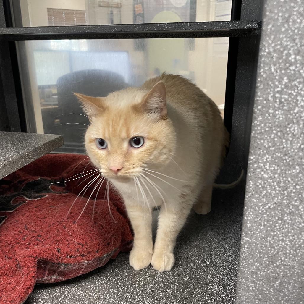 Enlarge Toast, a Adoptable Domestic Short Hair in Rexburg, ID image 3/3