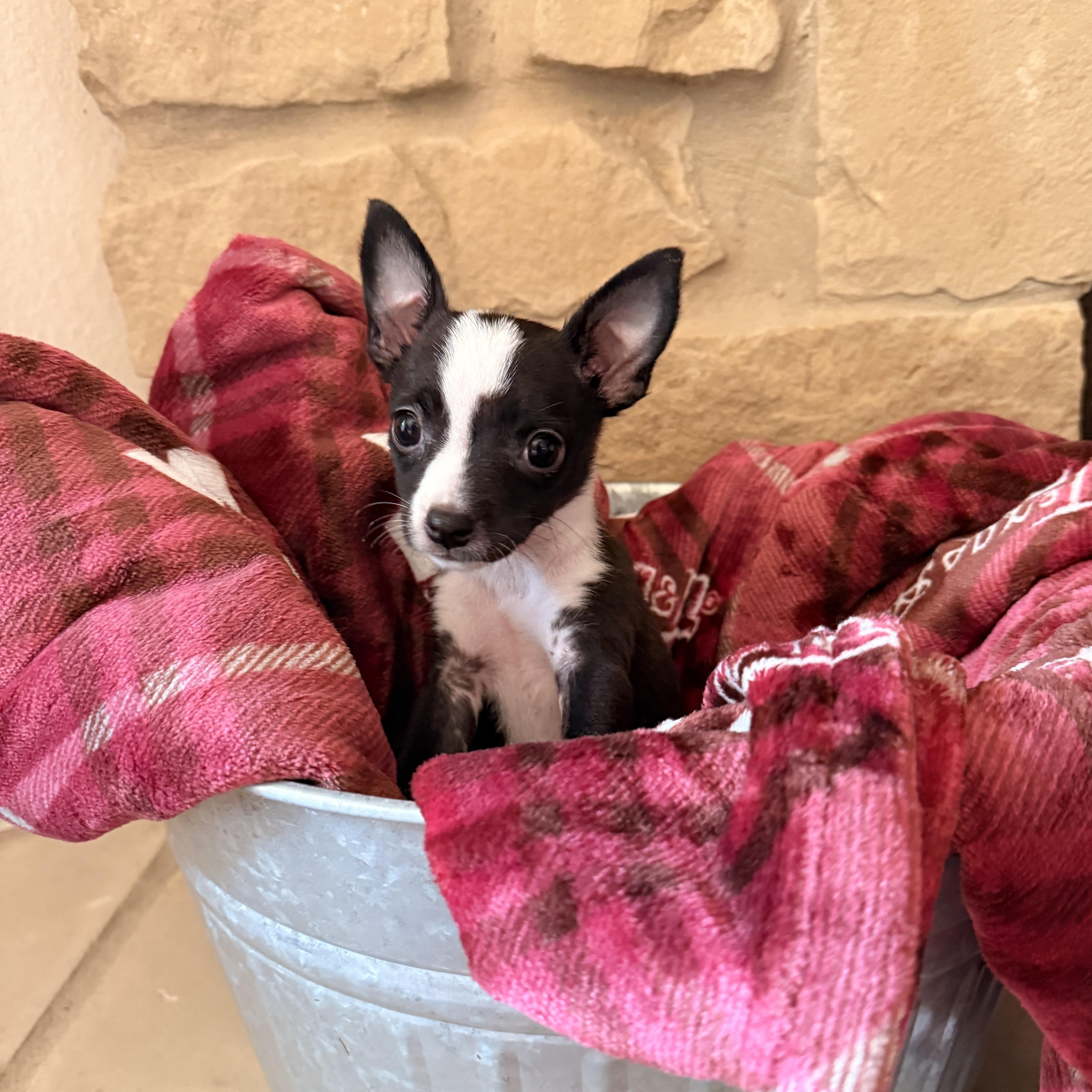 Enlarge Guppy, a Adoptable mixed breed in Bryan, TX image 6/6