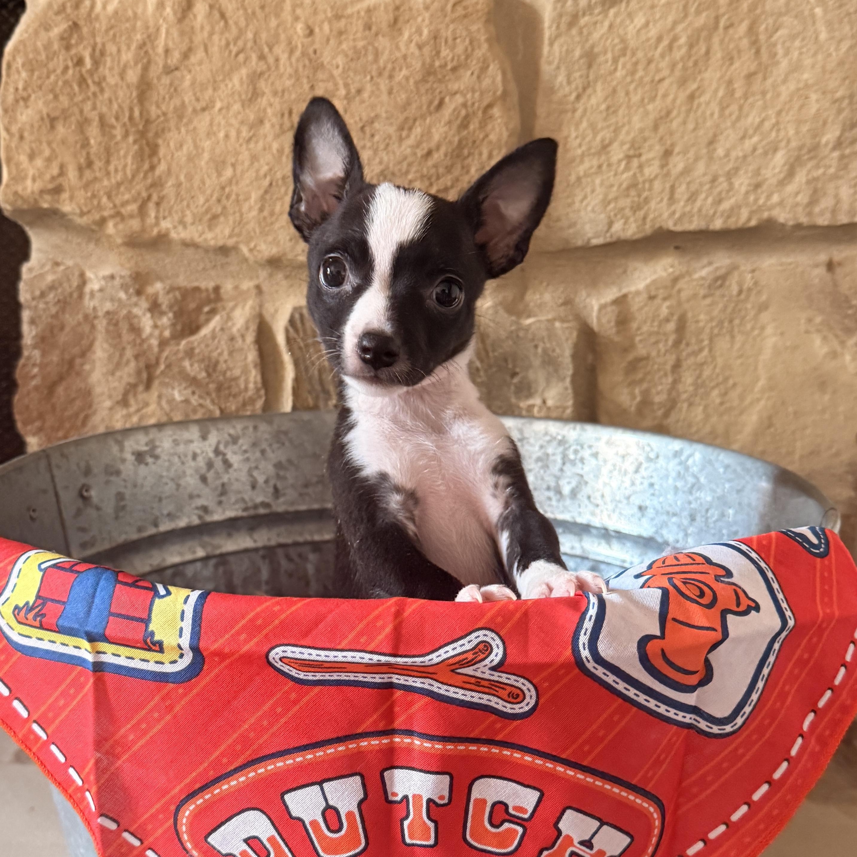 Enlarge Guppy, a Adoptable mixed breed in Bryan, TX image 3/6