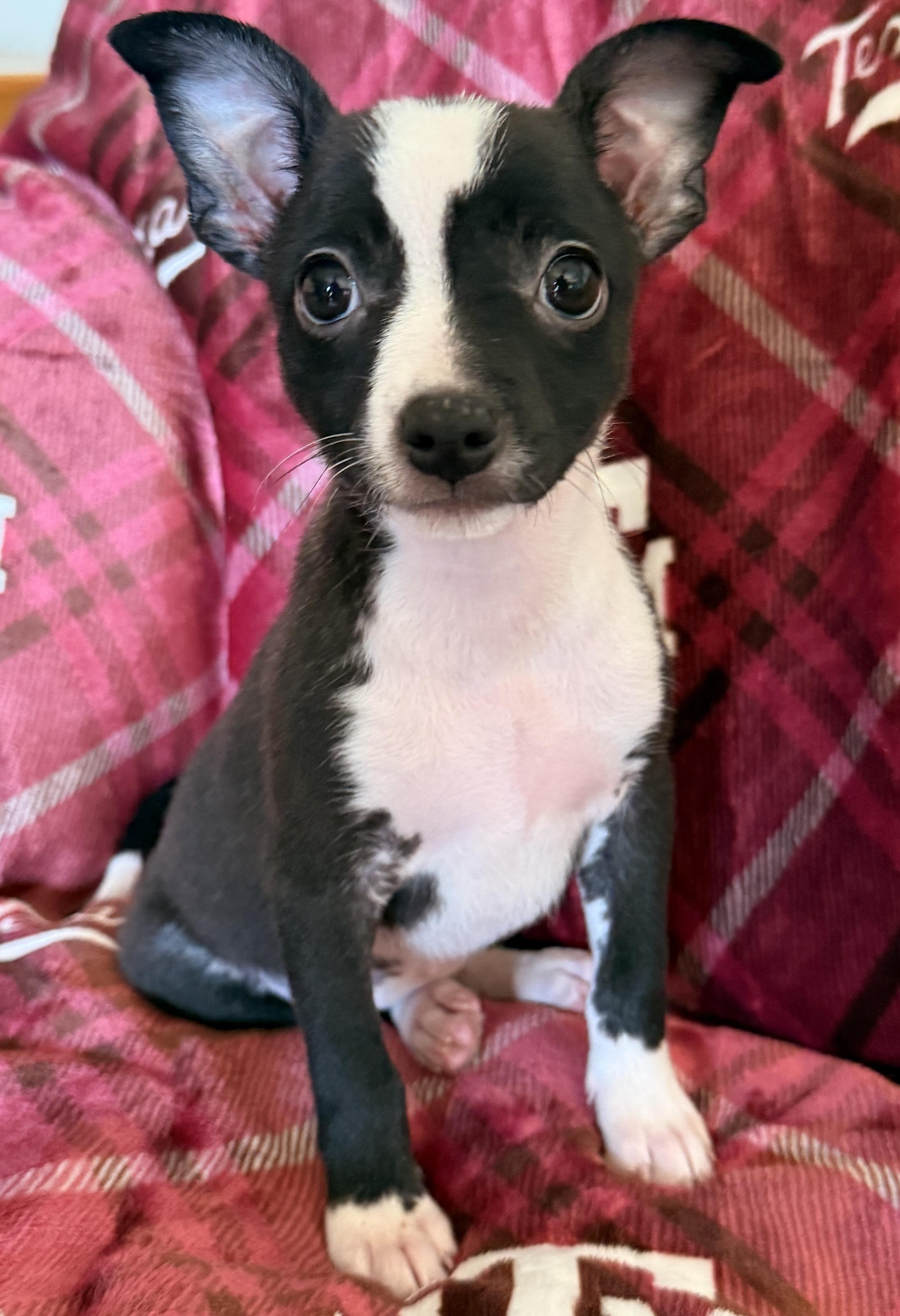Guppy, Adoptable, Puppy Female Rat Terrier.