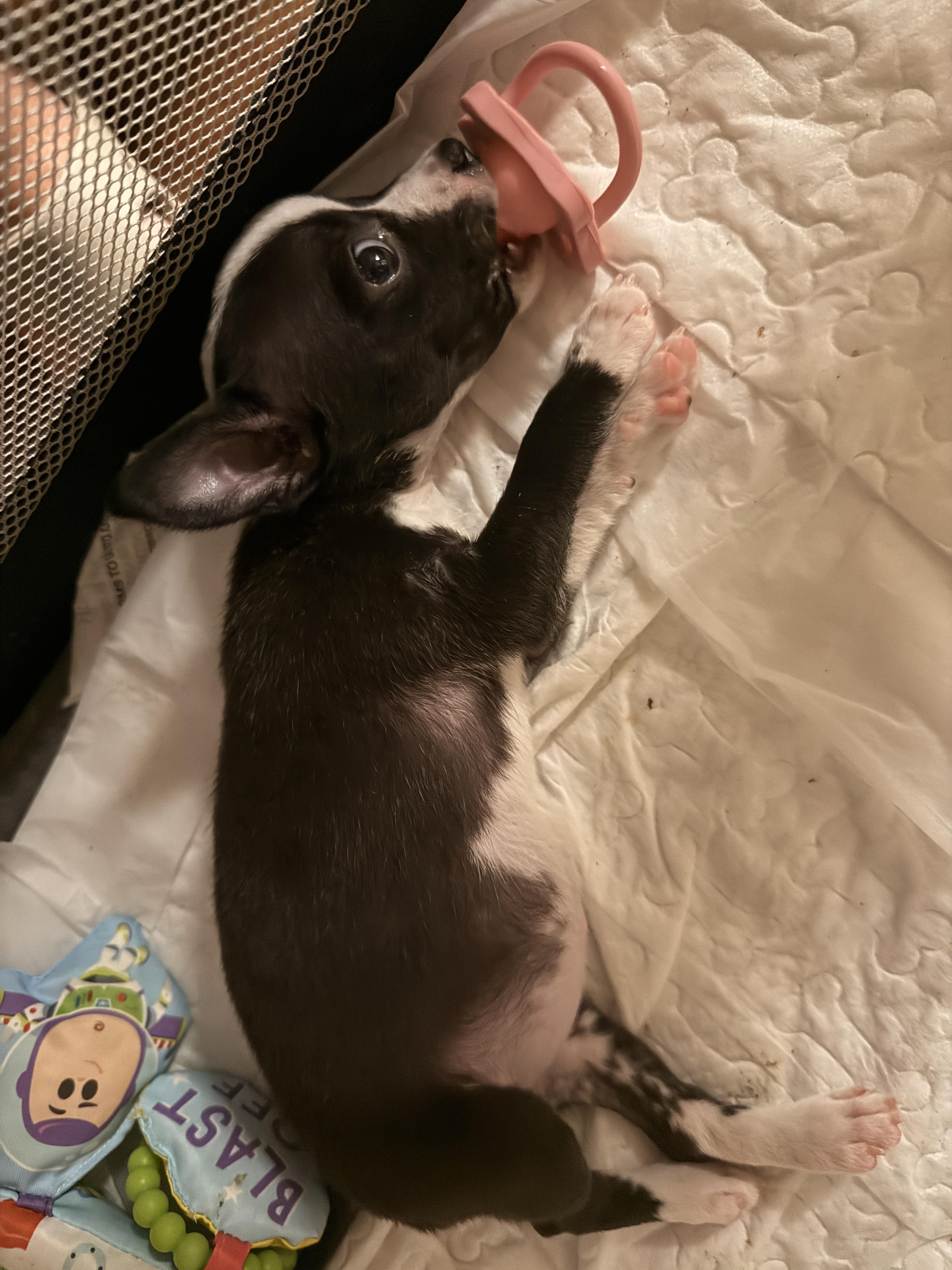 Enlarge Guppy, a Adoptable mixed breed in Bryan, TX image 5/6