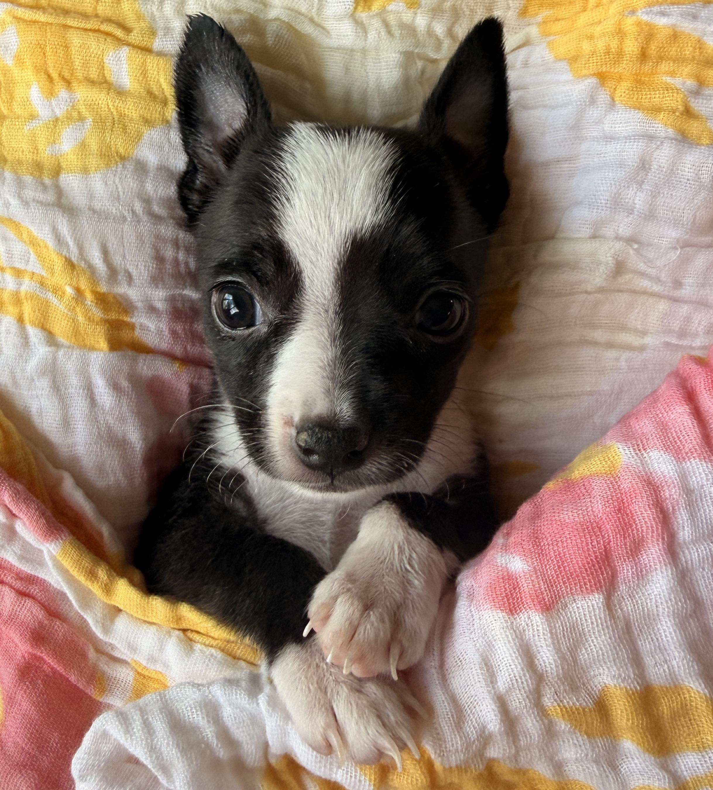 Enlarge Guppy, a Adoptable mixed breed in Bryan, TX image 4/6