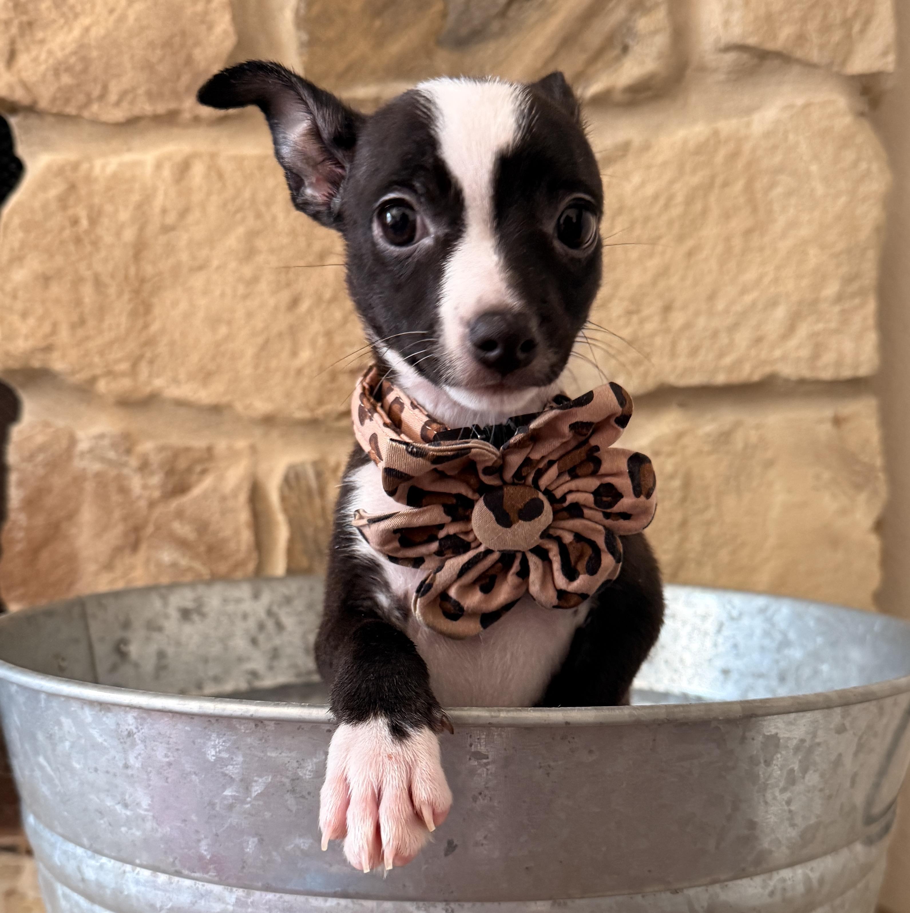 Enlarge Guppy, a Adoptable mixed breed in Bryan, TX image 2/6
