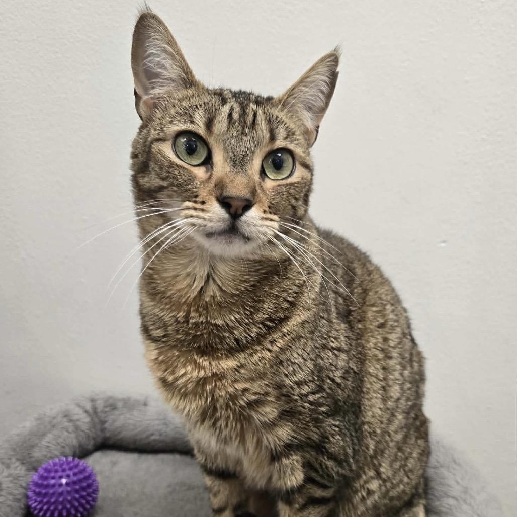 Enlarge Little Bit, a Adoptable Domestic Short Hair in Williston, FL image 1/6