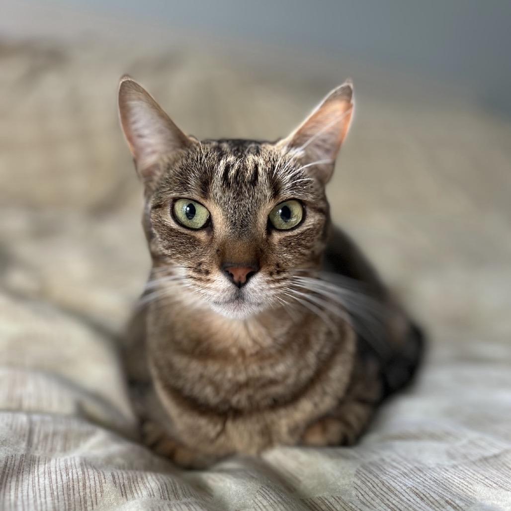 Enlarge Little Bit, a Adoptable Domestic Short Hair in Williston, FL image 2/6