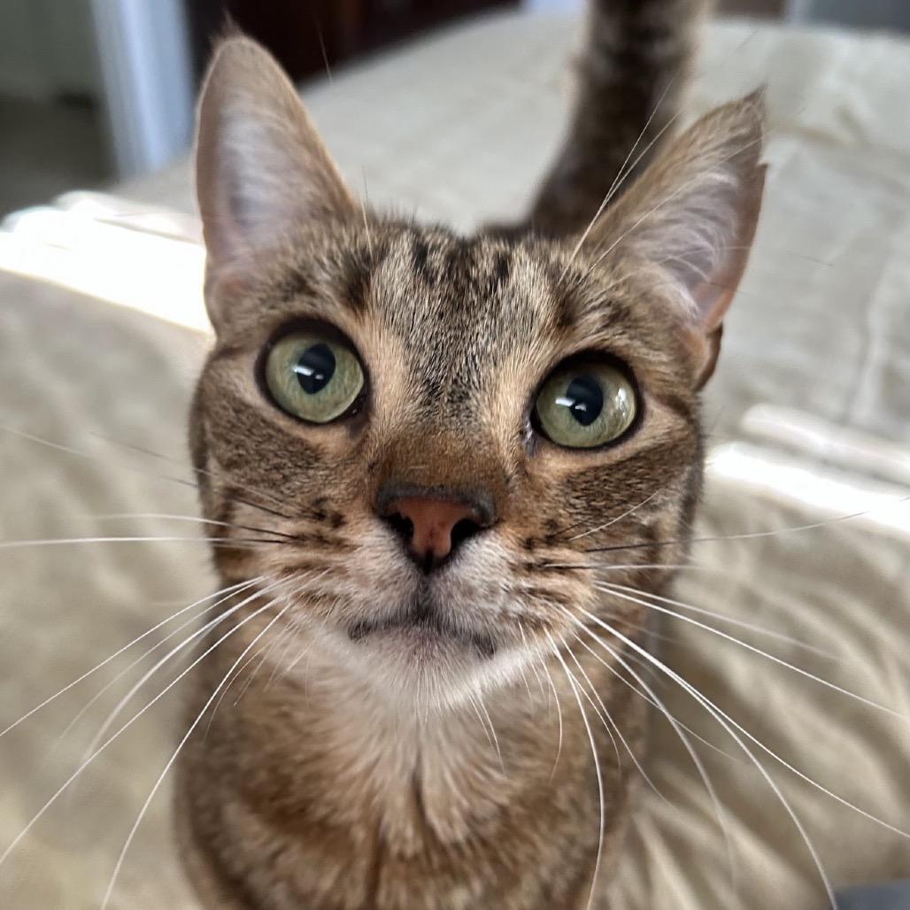 Enlarge Little Bit, a Adoptable Domestic Short Hair in Williston, FL image 3/6