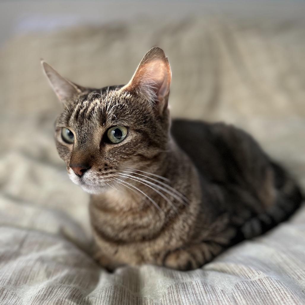 Enlarge Little Bit, a Adoptable Domestic Short Hair in Williston, FL image 4/6