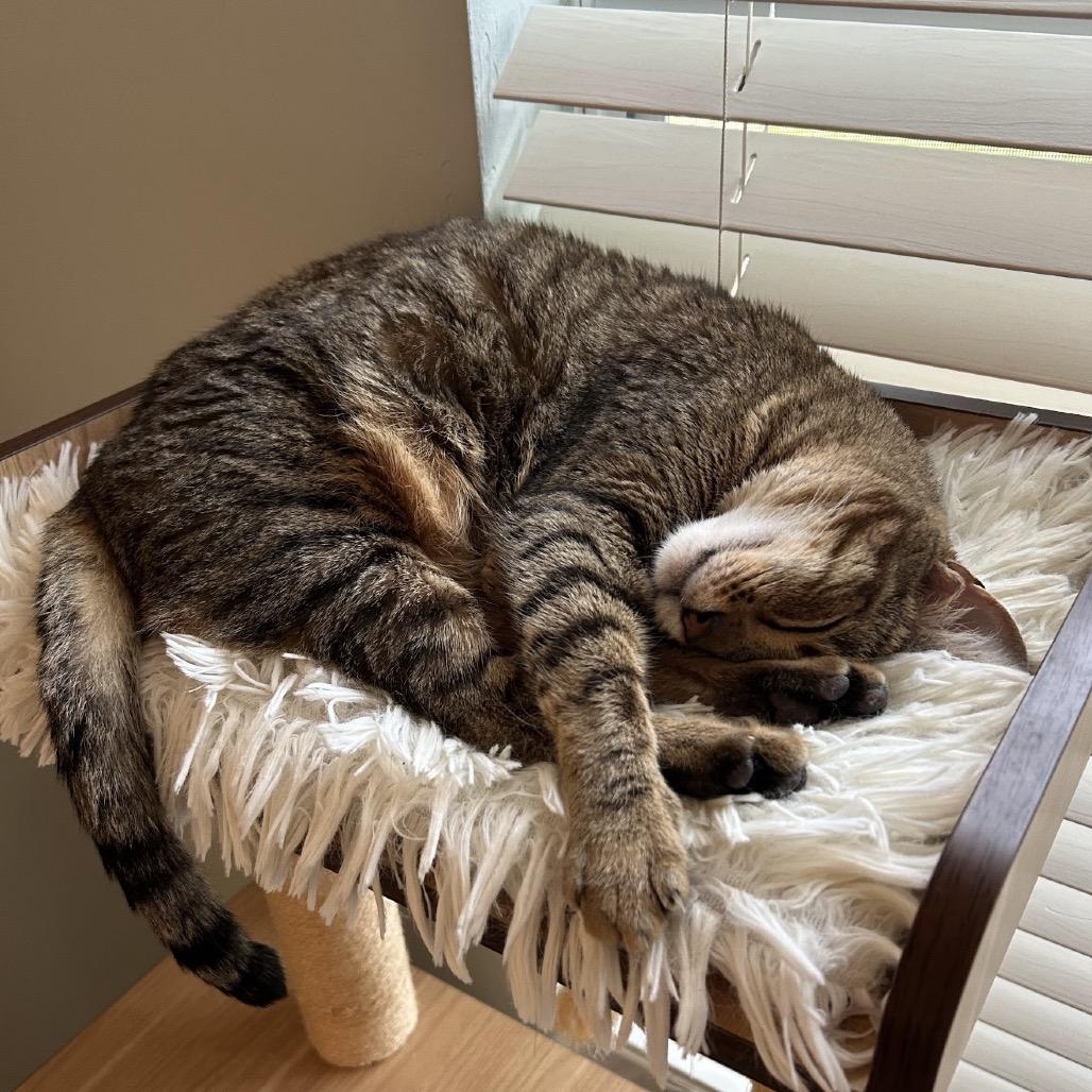 Enlarge Little Bit, a Adoptable Domestic Short Hair in Williston, FL image 5/6