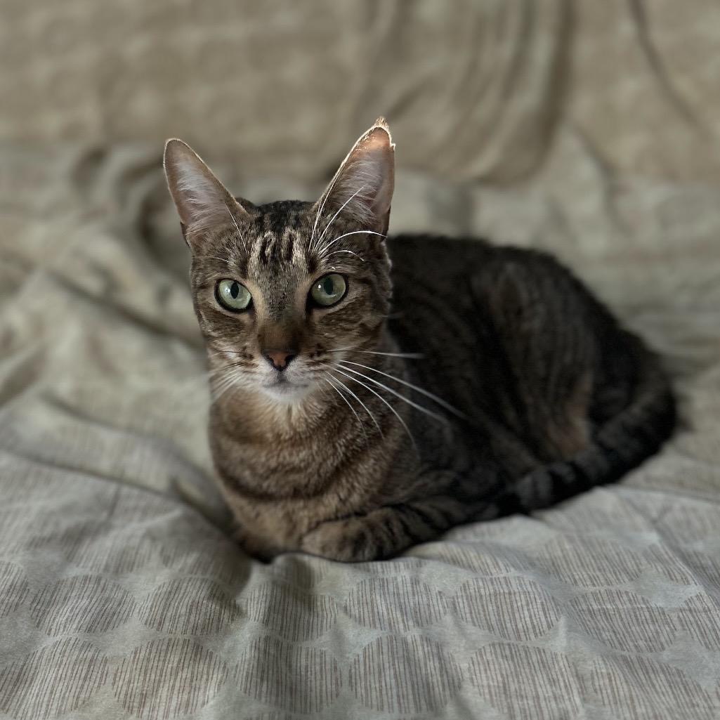 Enlarge Little Bit, a Adoptable Domestic Short Hair in Williston, FL image 6/6