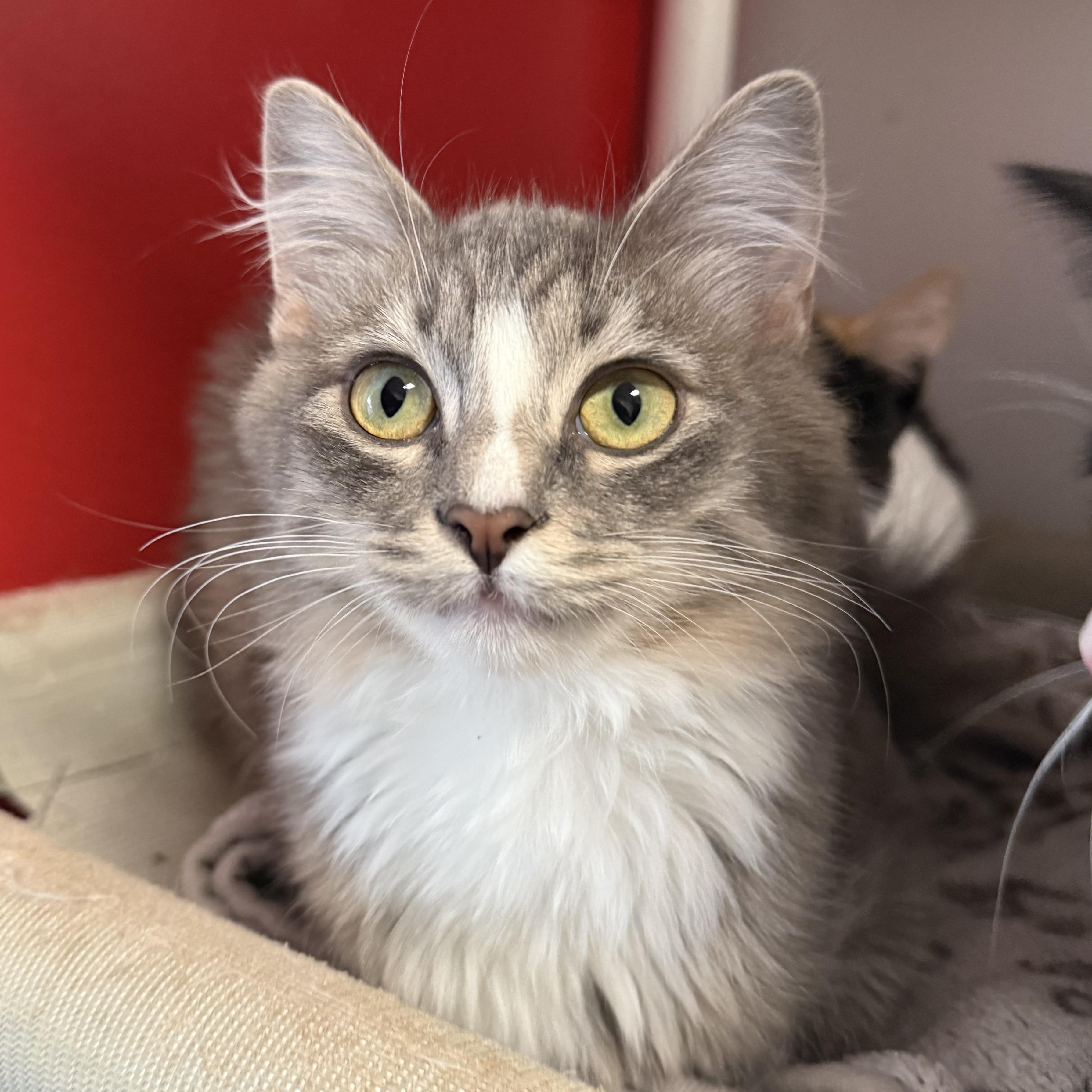 Enlarge Solar, a Adopted Domestic Short Hair in North Haven, CT image 1/4