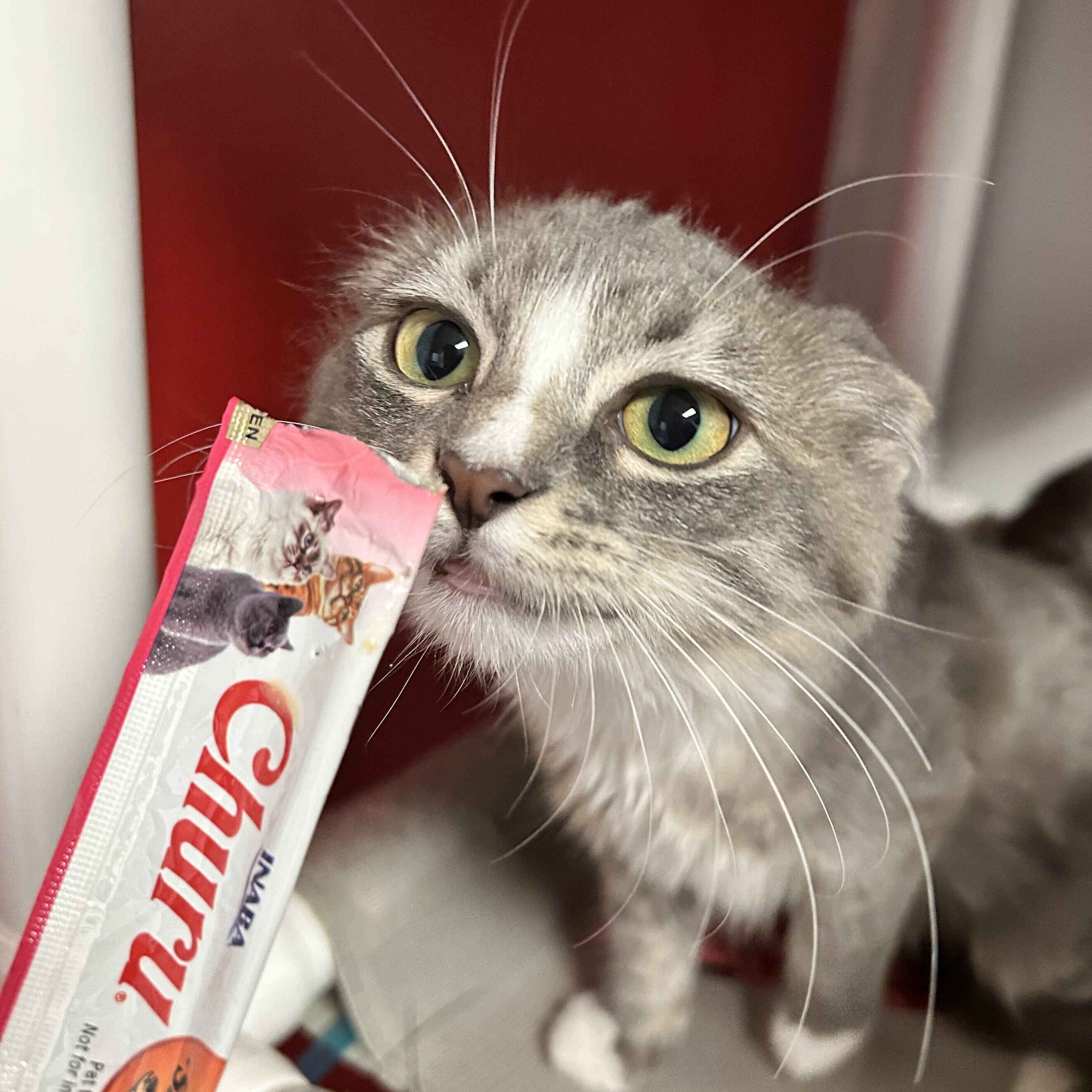 Enlarge Solar, a Adopted Domestic Short Hair in North Haven, CT image 3/4