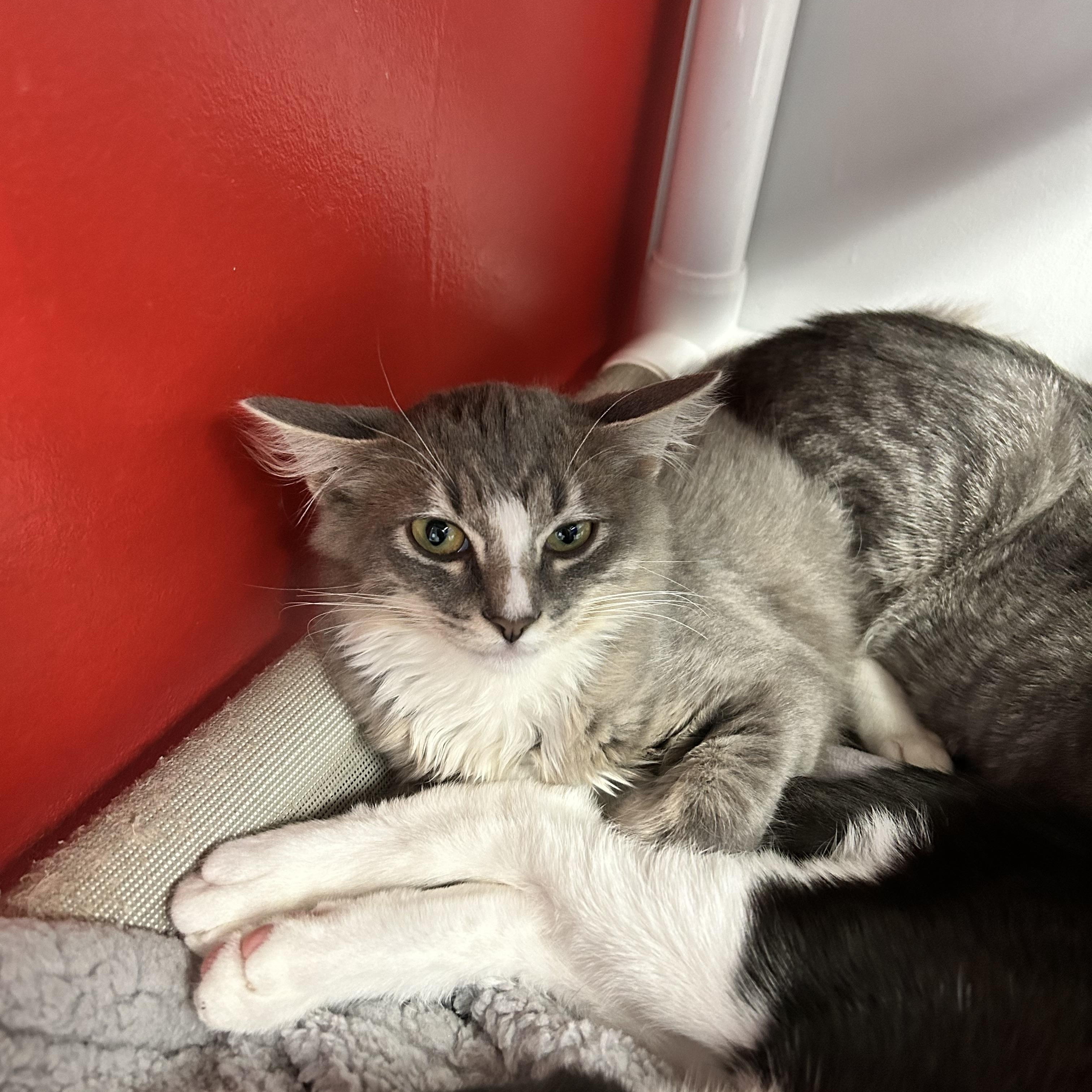 Enlarge Solar, a Adopted Domestic Short Hair in North Haven, CT image 4/4