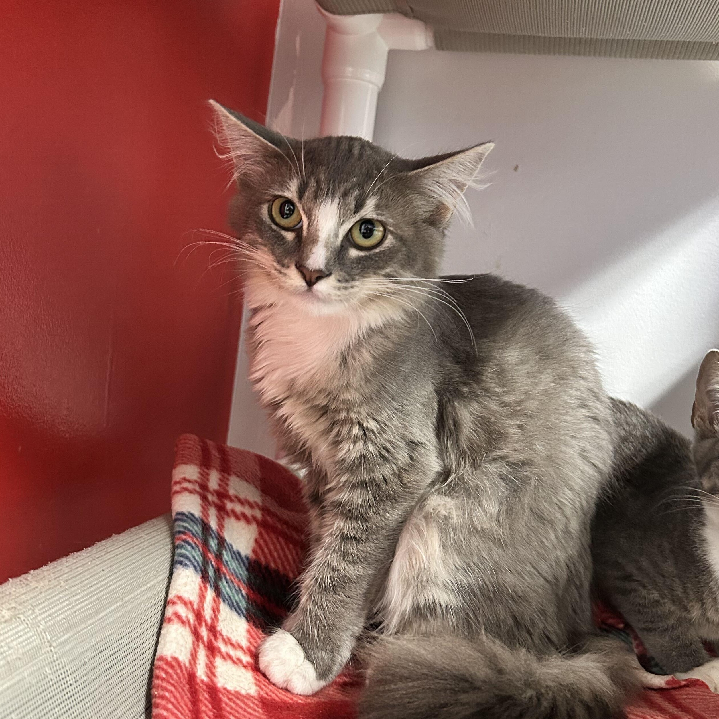 Enlarge Solar, a Adopted Domestic Short Hair in North Haven, CT image 2/4