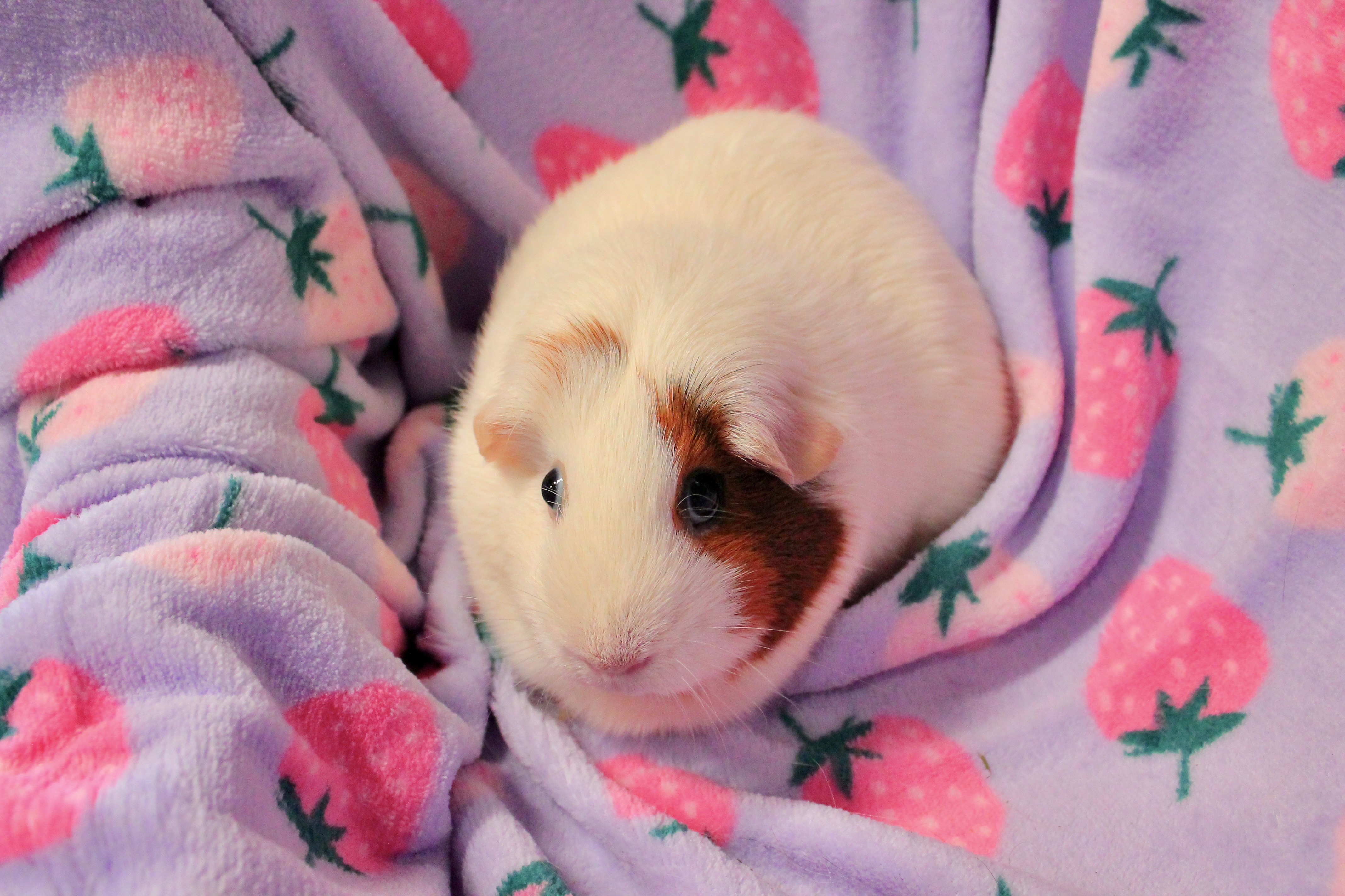 Enlarge Ruth, a Adoptable mixed breed in Eagle River, AK image 1/3