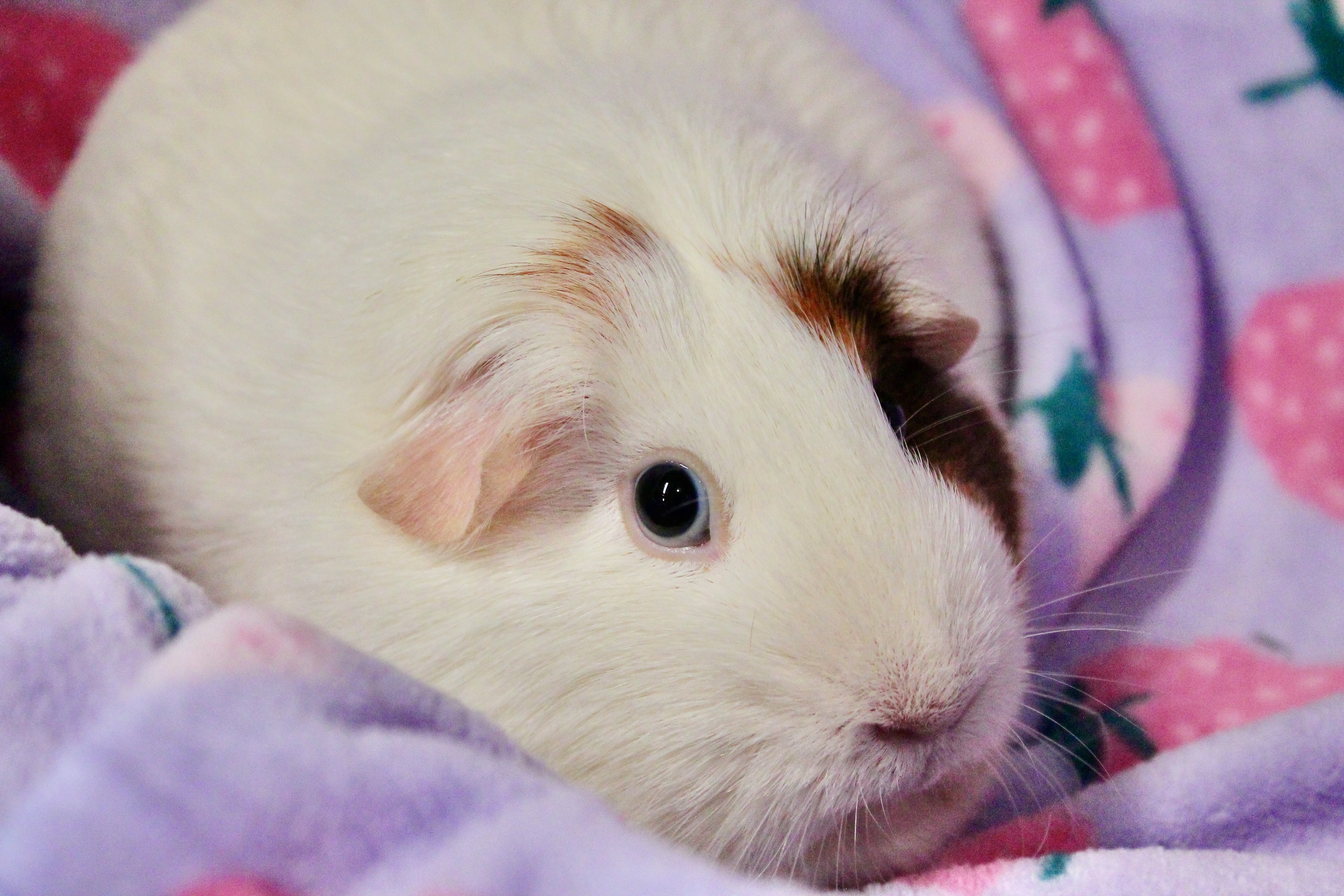 Enlarge Ruth, a Adoptable mixed breed in Eagle River, AK image 2/3