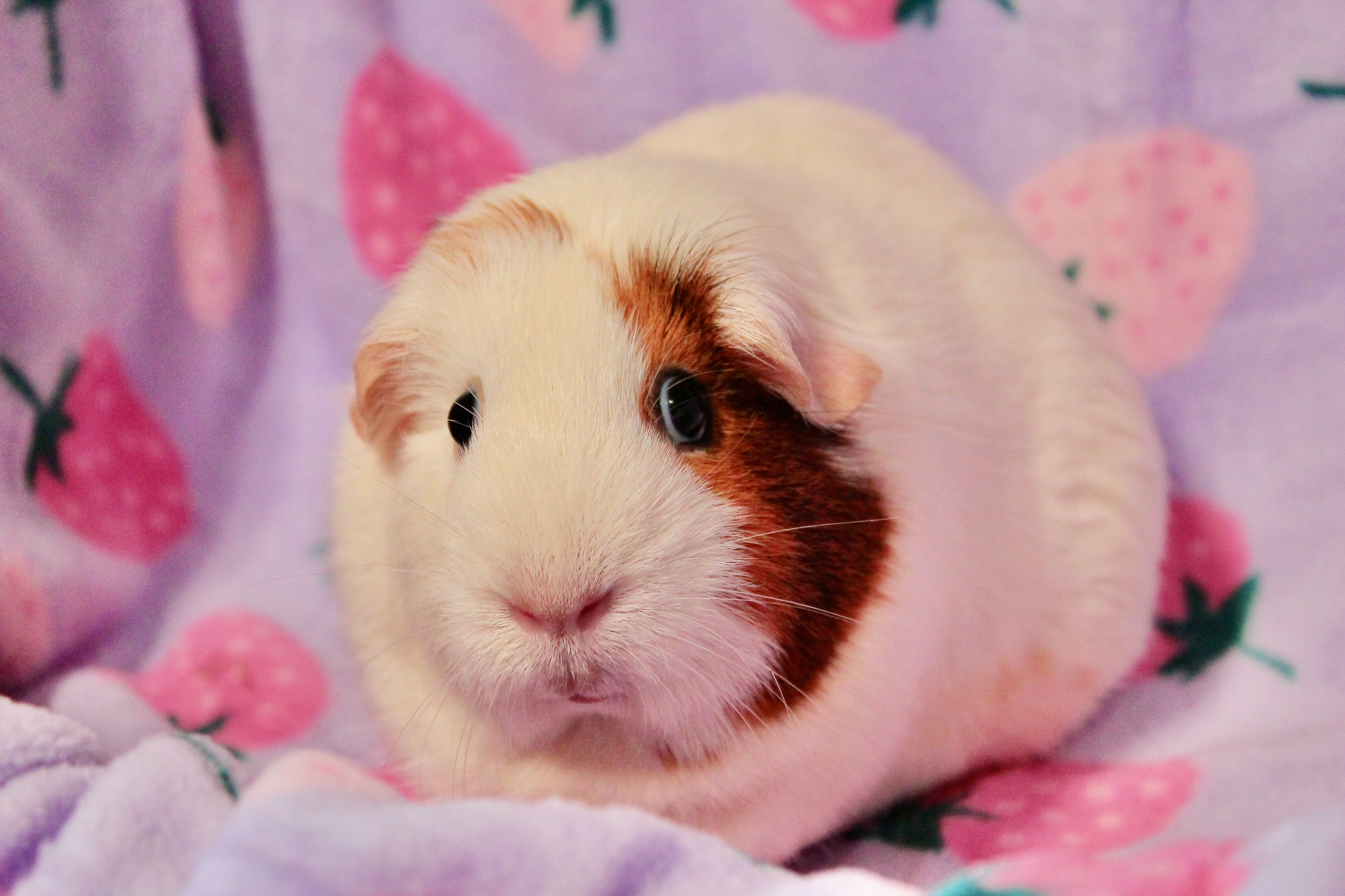 Enlarge Ruth, a Adoptable mixed breed in Eagle River, AK image 3/3