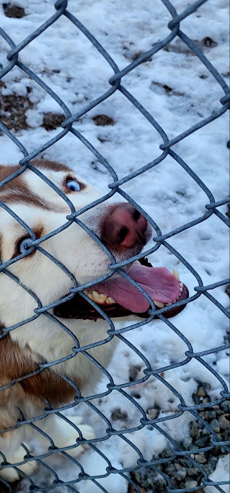 Enlarge Milo, a ADOPTABLE Siberian Husky in Bloomingdale, NJ image 3/5