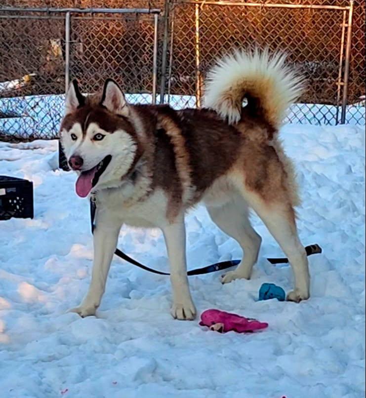 Milo, ADOPTABLE, Young Male Siberian Husky.