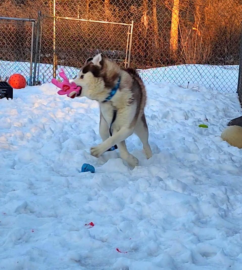 Enlarge Milo, a ADOPTABLE Siberian Husky in Bloomingdale, NJ image 5/5