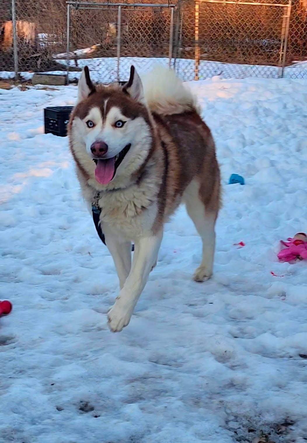 Enlarge Milo, a ADOPTABLE Siberian Husky in Bloomingdale, NJ image 2/5