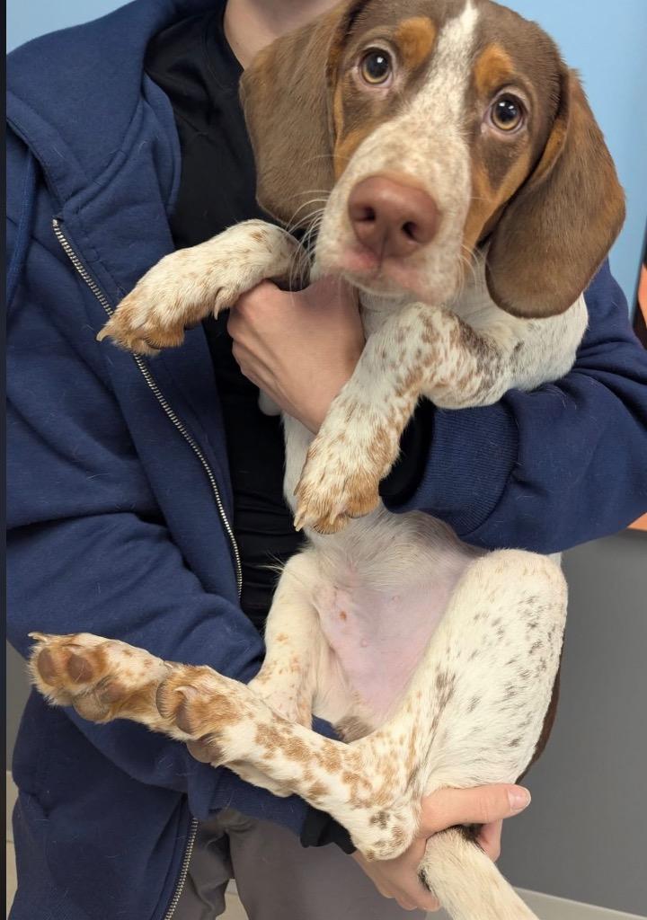 Enlarge Dribble, a Adoptable mixed breed in Culpeper, VA image 1/1